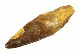 Fossil Spinosaurus Tooth - Real Dinosaur Tooth #351552-1